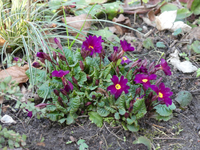 2020-03-12 Primula x pruhoniciana 'Frühlingsbote.jpg