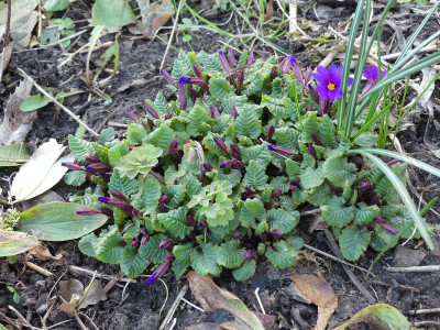 2020-03-12 Primula juliae 1.jpg