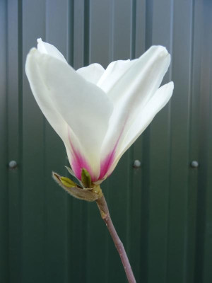 Magnolia cylindrica März 2020.jpg