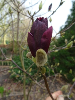 Magnolia 'Genie' März 2020.JPG