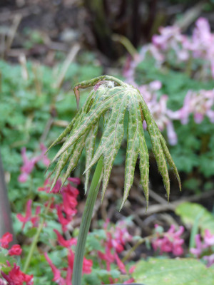 2020-03-12 Syneilesis palmata 'Kikko'.jpg