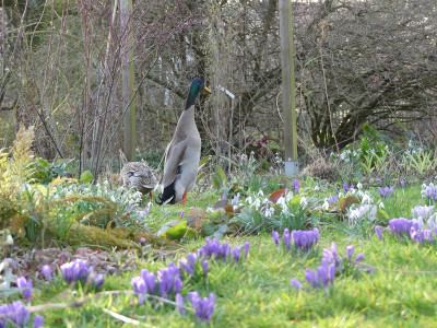 2020-03-12 Gartenimpressionen 1.jpg