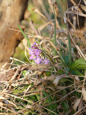2020-03-12 Gartenimpressionen 2.jpg