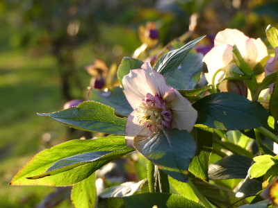 2020-03-12 Gartenimpressionen 3.jpg