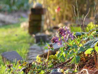 2020-03-12 Gartenimpressionen 4.jpg