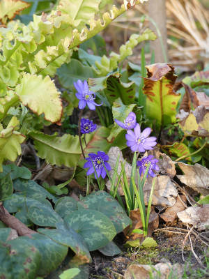 2020-03-12 Hepatica nobilis 1.jpg