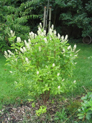 Clethra.alnifolia.jpg
