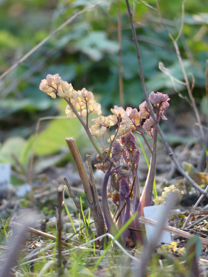 2020-03-12 Thalictrum flavum 'Illuminator' 1.jpg