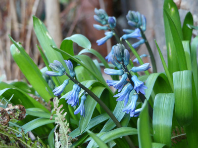 2020-03-12 Hyacinthus.jpg