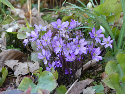 2020-03-12 Hepatica nobilis 2.jpg