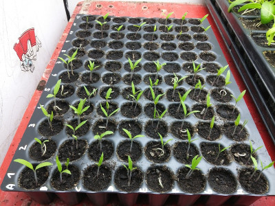 Tomaten 200310.jpg