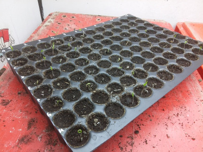 Tomaten 200308.jpg