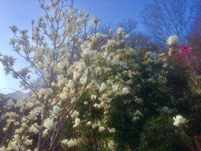 Pat's Delight+Cl. armandii.jpg