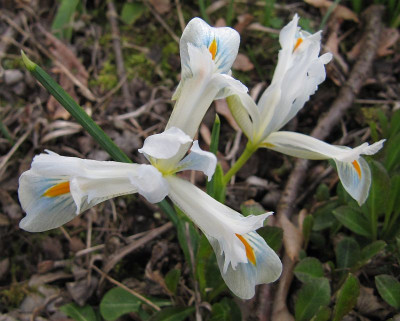 IMG_9004_Iris_ret_Natascha_13Maerz2020_.jpg