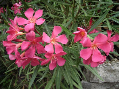 BILD0169_Small.JPG