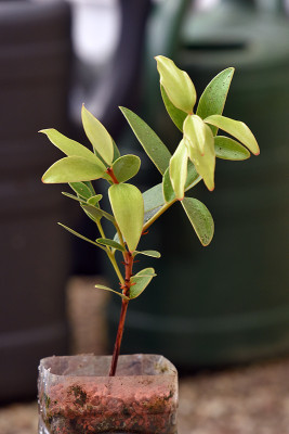 Agathis-ovata.jpg