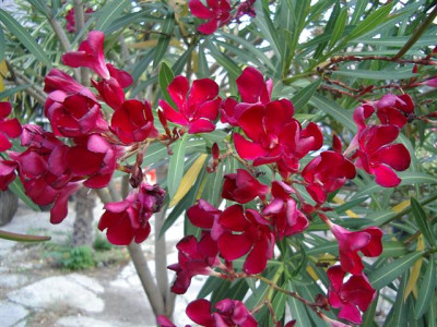 IMGP1644_Small.JPG