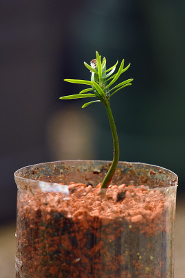 Retrophyllum-minus.jpg