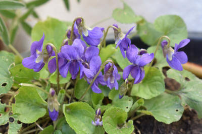 viola 002.JPG