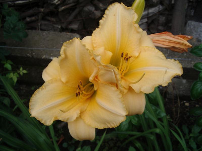 IMGP1617_Medium.JPG