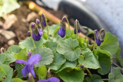 viola 003.JPG