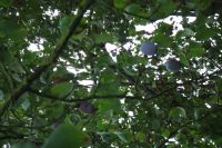 bloemen_en_fruit_053.jpg