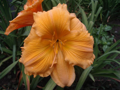 IMGP1609_Medium.JPG
