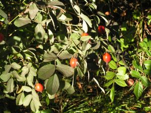 Rosa_villosa_Hageb.jpg