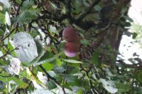 bloemen_en_fruit_054.jpg