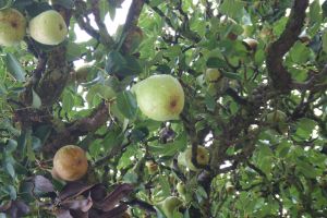 bloemen_en_fruit_052.jpg