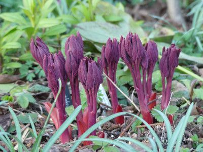 2020-03-12 Paeonia mlokosewitschii.jpg