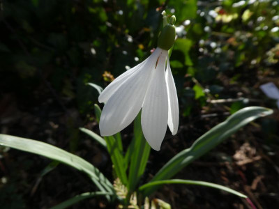 Galanthus poculi perfect 201203 k.jpg