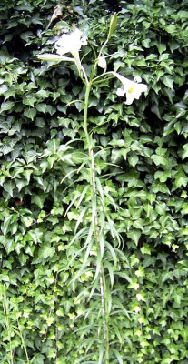Liliumphilippinense.jpg