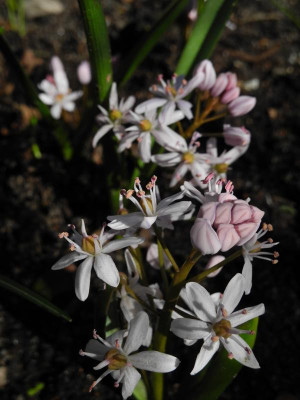 Scilla bifolia 'Rosea' 2020-03-11.JPG