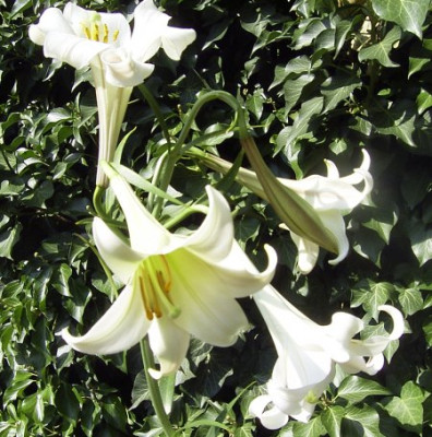 Lphiliflora.jpg