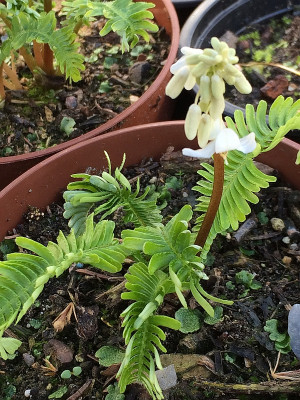 2020-03-14 Pteridophyllum racemosum.jpg