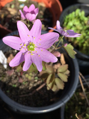 2020 03 14 Anemonella.jpg