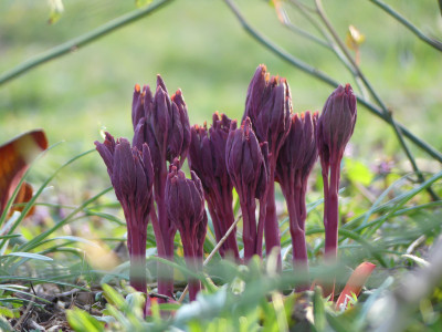 2020-03-14 Gartenimpressionen 2.jpg