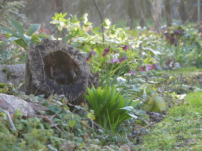 2020-03-14 Gartenimpressionen 3.jpg