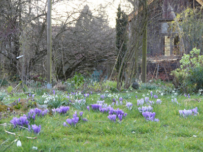2020-03-14 Gartenimpressionen 4.jpg