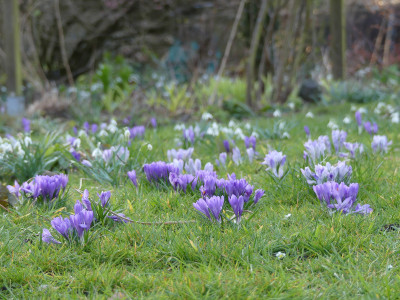 2020-03-14 Gartenimpressionen 5.jpg