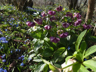 Helleborus dunkel gefüllt MGP k 200314.jpg