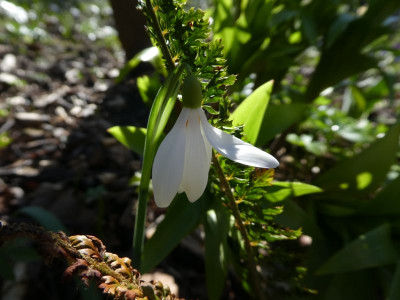 Galanthus 'Creme anglaise' 200312 k.jpg