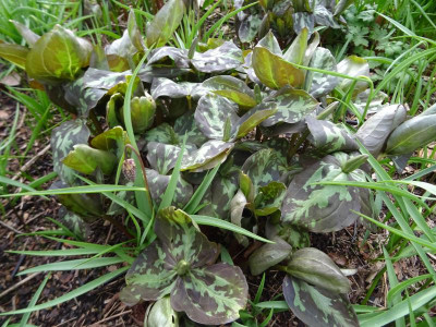 Trillium cuneatum März 2020.JPG