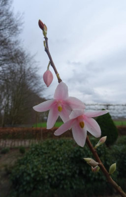 Melliodendron xylocarpum März 2020.JPG