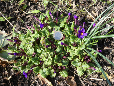 2020-03-15 Primula juliae 1.jpg