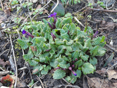 2020-03-12 Primula juliae 2.jpg
