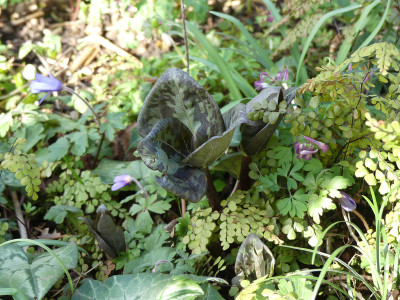 2020-03-15 Trillium cuneatum 1.jpg