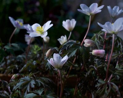 anemone-nemorosa-typ-metzler_15.3.20 (3).jpg
