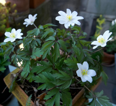 anemone-nemorosa-typ-metzler.jpg